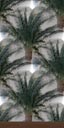 Egyptian palm wallpaper