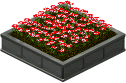 Red flowers