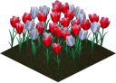 red and white tulip