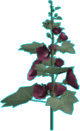 Garden flower