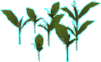 Garden flower