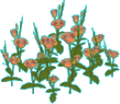 Garden flower