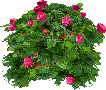 Pink rose
