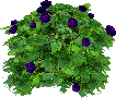 Purple rose
