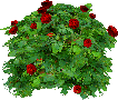 Red rose