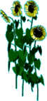 Garden flower