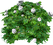 White rose