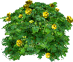 Yellow rose