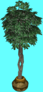 Potted tree
