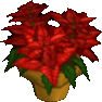 Poinsettia