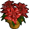 Christmas flower