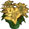 Poinsettia