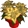 Poinsettia