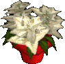 Poinsettia