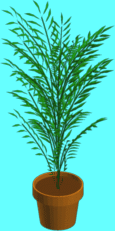Floor plant