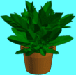 floor plant