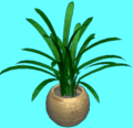 Floor plant