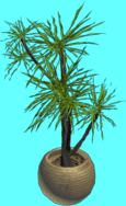 Floor plant