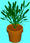 Floor plant