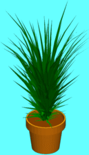 Potted plant