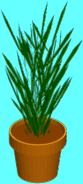 Big plant