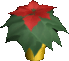 Poinsettia