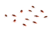 Hacked roaches